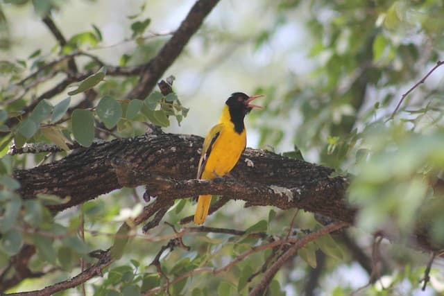 Black-headed Oriole