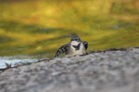 Cape Wagtail