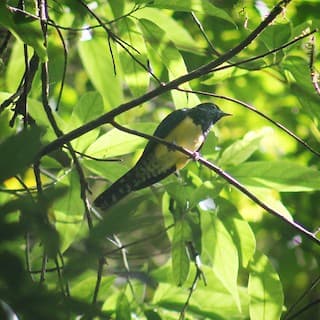 Emerald Cuckoo