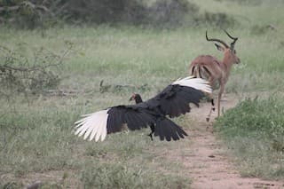 Ground Hornbill