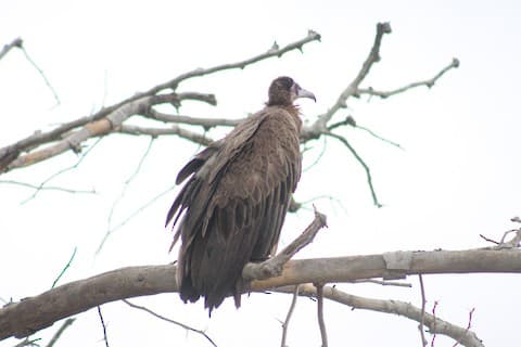 Hooded Vulture