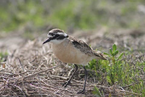 Kittlitz's Plover