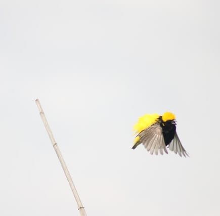 Yellow-crowned Bishop